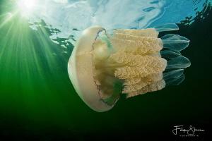 Barrel jellyfish (Rhizostoma pulmo), Zeeland, The Netherl... by Filip Staes 